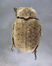 Omorgus (Omorgus) suberosus (Fabricius 1775)